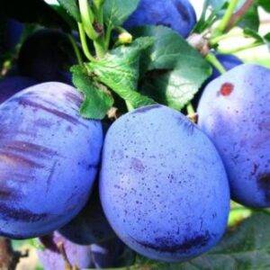 Купить саженцы сливы Воронеж